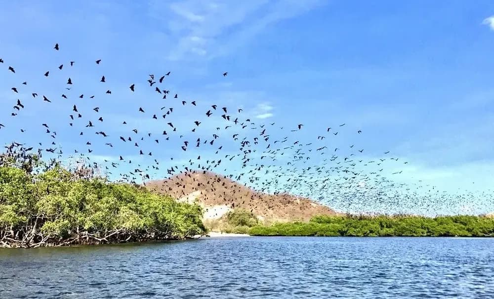 Kalong Island - Best Time to Visit