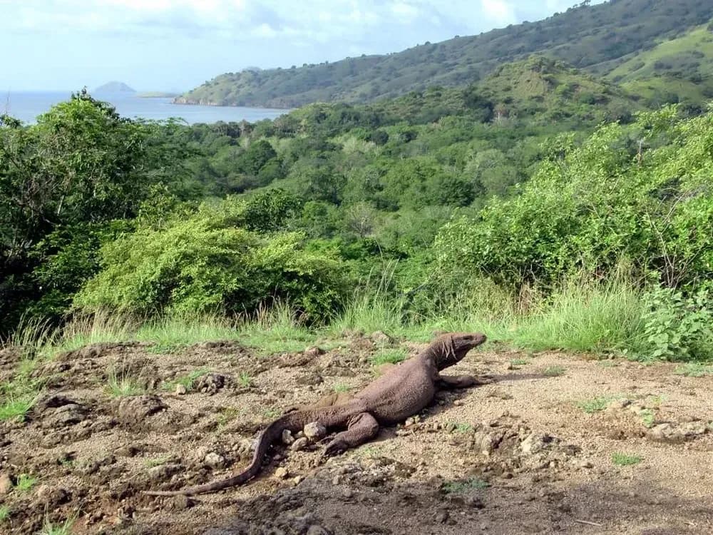 Komodo Island - Highlights
