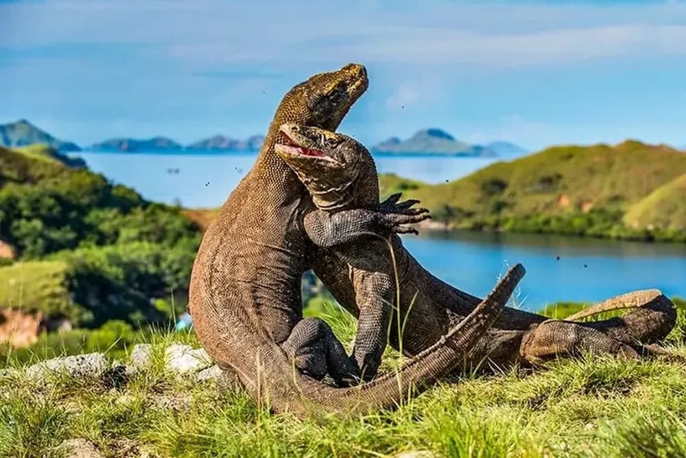 Komodo Island - Best Time to Visit