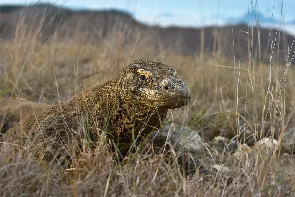 Komodo Island - Getting There