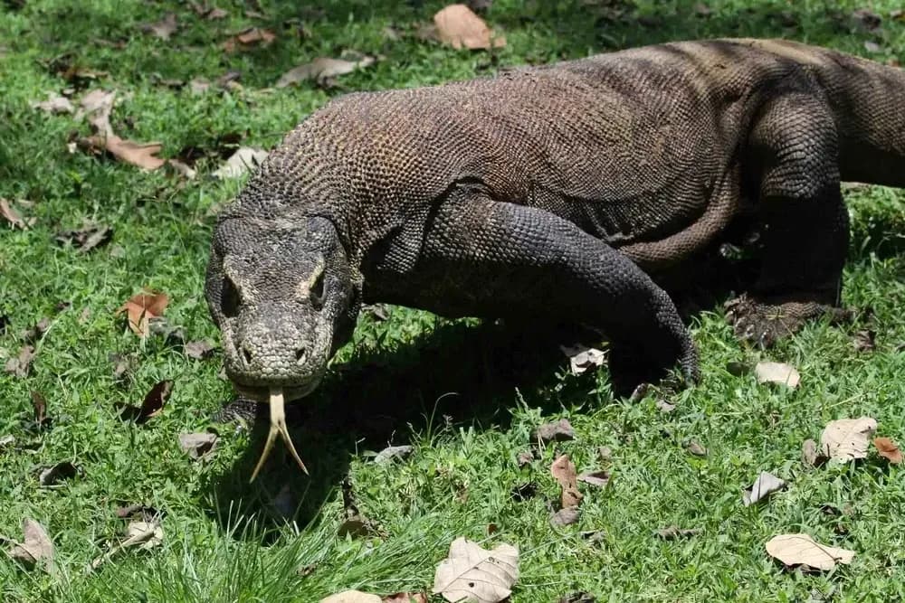 Komodo Island - Visitor Etiquette