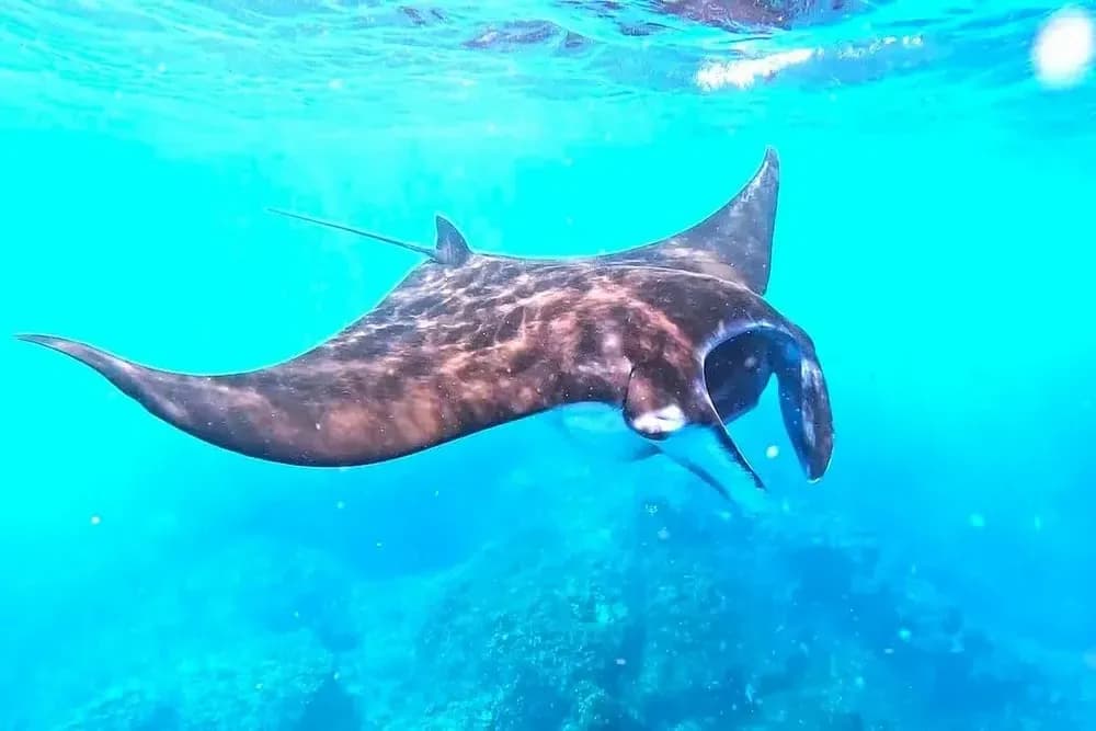 Manta Point - Komodo National Park destination