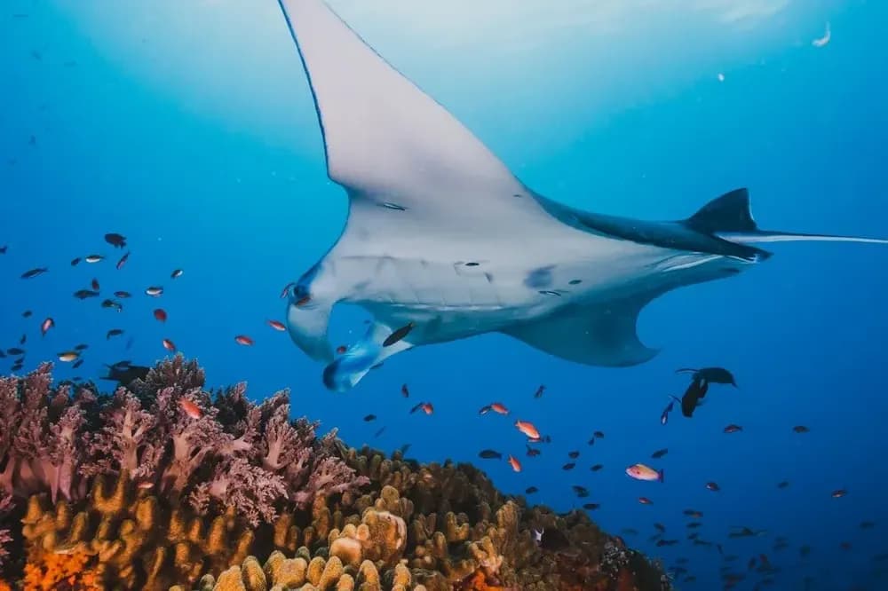 Manta Point - Best Time to Visit