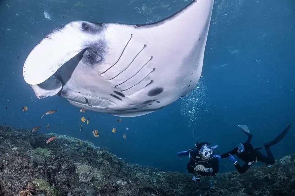 Manta Point - Visitor Etiquette