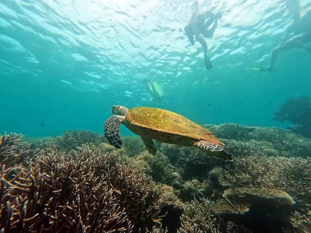 Sebayur Island - Best Experiences