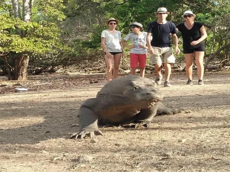 Panduan Perjalanan Komodo Lengkap 2026