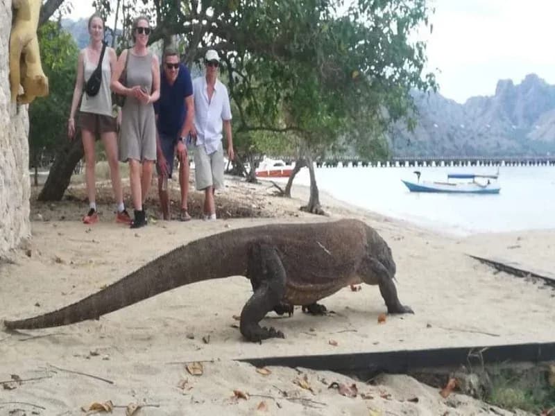 Padar Island Sunrise Hike: Pemandangan Paling Ikonik di Komodo